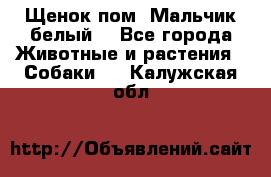 Щенок пом. Мальчик белый  - Все города Животные и растения » Собаки   . Калужская обл.